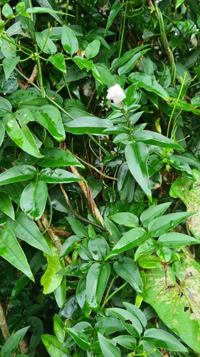 Image of Jasminum polyanthum by (c) Halema J, some rights reserved (CC BY)