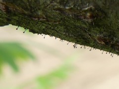 Phaeocalicium curtisii