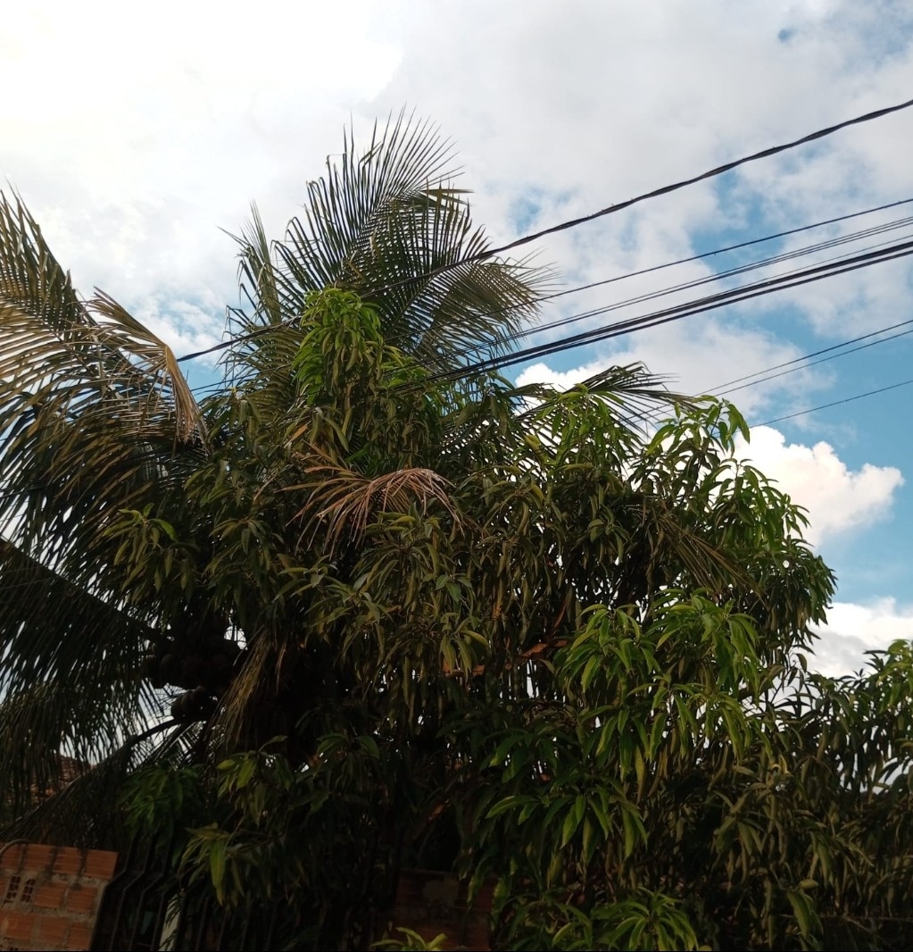 Imagem de Açaí-solteiro