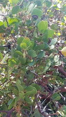 Arctostaphylos patula