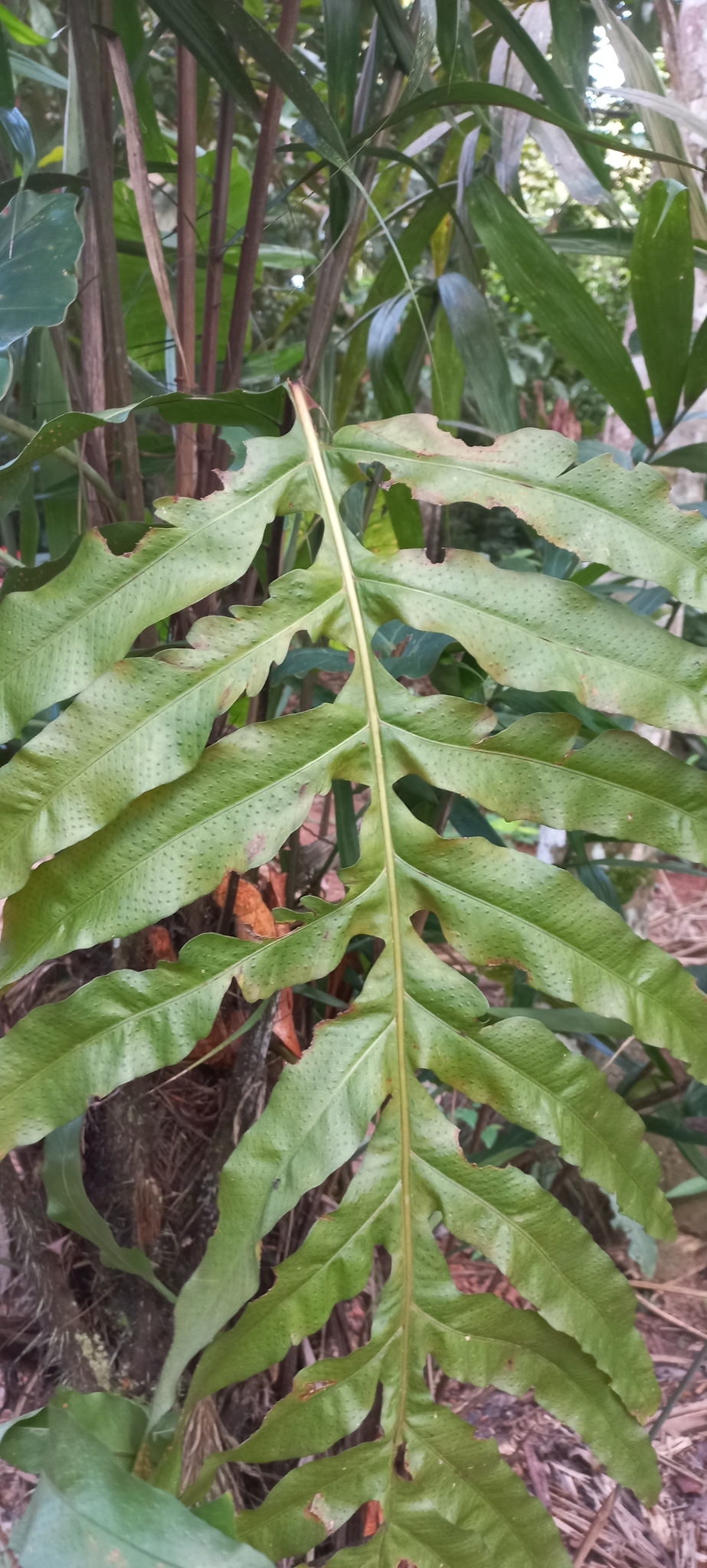 Imagem de Samambaia-açu