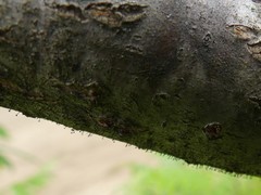 Phaeocalicium curtisii