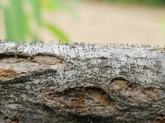 Phaeocalicium curtisii