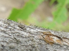 Phaeocalicium curtisii