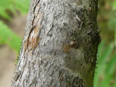 Phaeocalicium curtisii