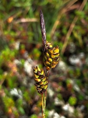 Carex stylosa