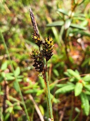 Carex stylosa