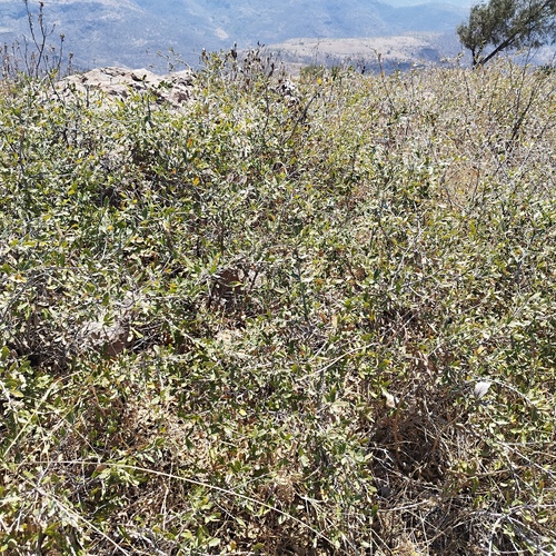 Quercus repanda