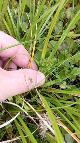 Carex flaviformis (Carex flaviformis)