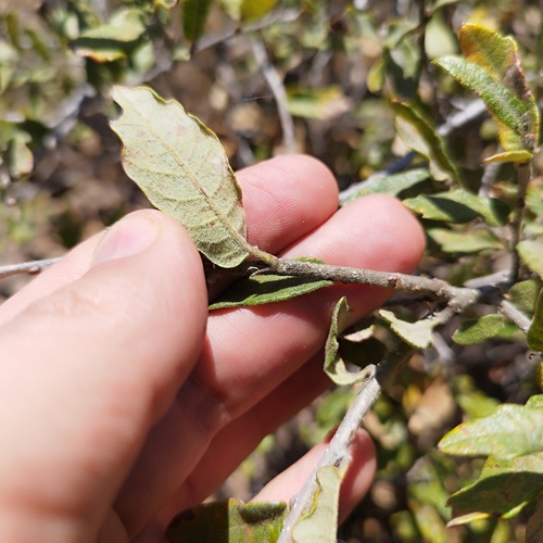 Quercus repanda