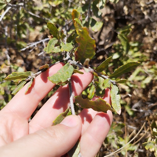 Quercus repanda