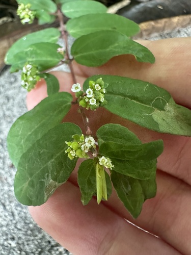 Euphorbia hyssopifolia, 2025-04-28