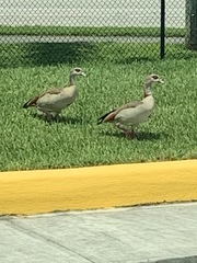 Alopochen aegyptiaca