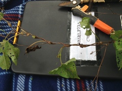 Neolasioptera convolvuli