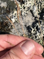 Festuca saximontana