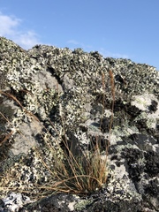 Festuca saximontana