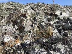 Festuca saximontana