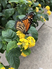 Danaus plexippus