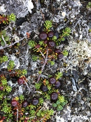 Empetrum eamesii