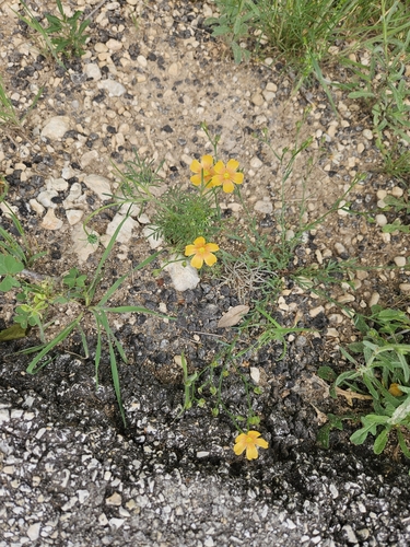 Image of Linum berlandieri by (c) Suanne Pyle, some rights reserved (CC BY)