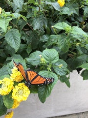 Danaus plexippus