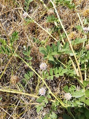 Glycyrrhiza echinata