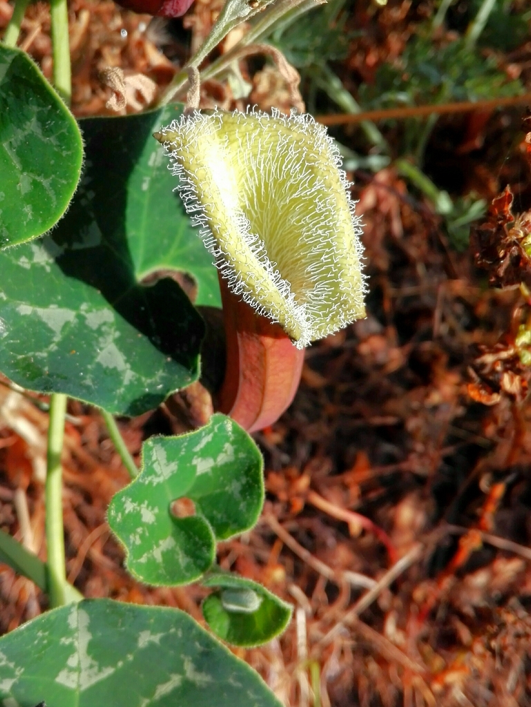 Gymnolobus