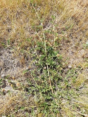 Glycyrrhiza echinata