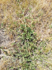 Glycyrrhiza echinata