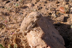 Phrynosoma goodei