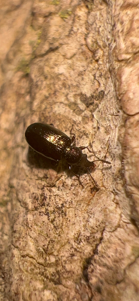 Rhinosimus viridiaeneus