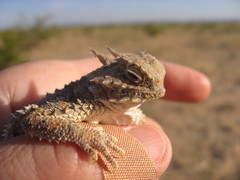 Phrynosoma goodei