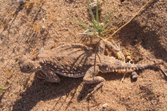 Phrynosoma goodei