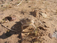 Phrynosoma goodei