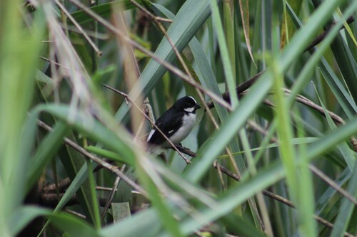Lined Seedeater (Sporophila lineola), photo 5