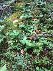 Cudoniaceae