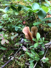 Cudoniaceae