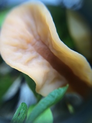 Cudoniaceae