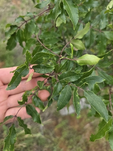Image of Zanthoxylum hirsutum by (c) Cleveland Powell, some rights reserved (CC BY)