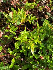 Vaccinium boreale