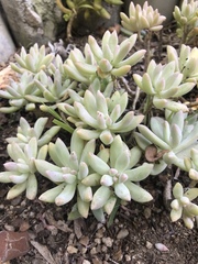 Pachyphytum