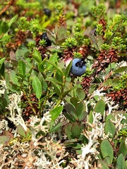 Vaccinium boreale