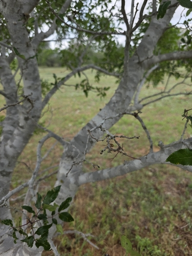 Image of Zanthoxylum hirsutum by (c) Cleveland Powell, some rights reserved (CC BY)