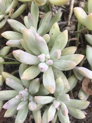 Pachyphytum
