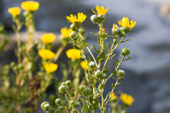Grindelia stricta angustifolia