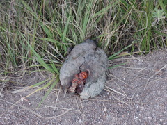 Kinosternon hirtipes murrayi