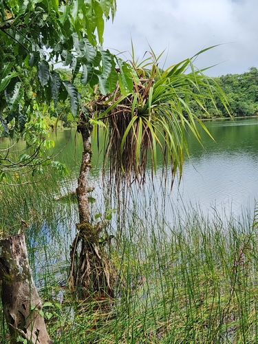 Pandanus turritus observed 2025-04-16