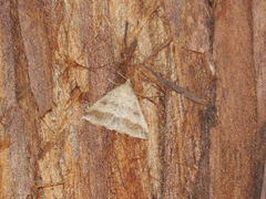 Tetanolita palligera