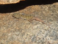 Hemidactylus treutleri