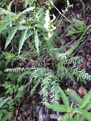 Oxytropis campestris